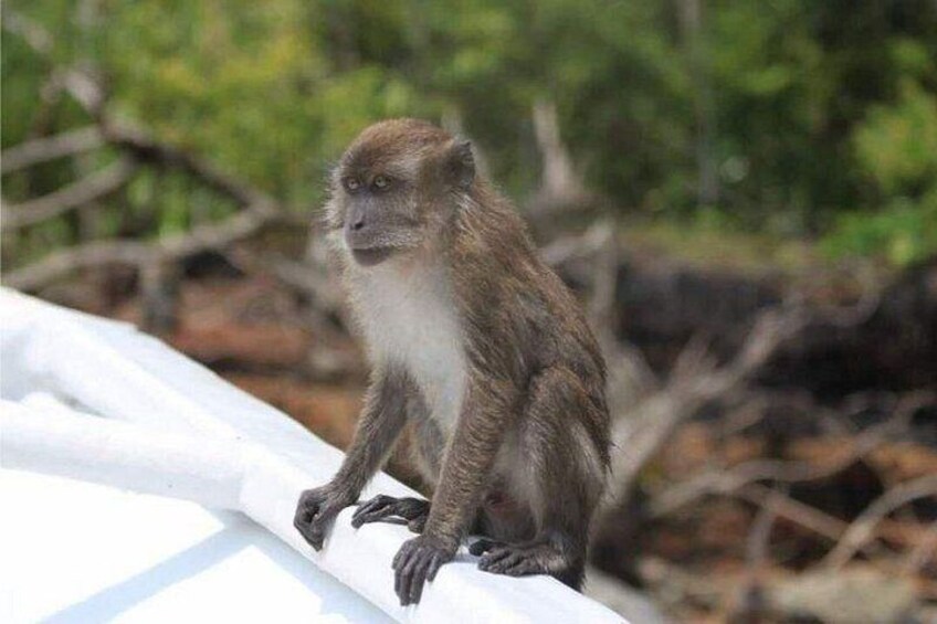 Sharing Half Day Mangrove Boat Tour With Lunch in Langkawi 3