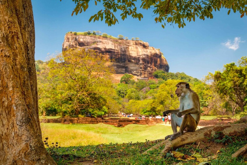 A monkey sitting on a log, a large rock formation in the background, and a grassy area with trees. 1