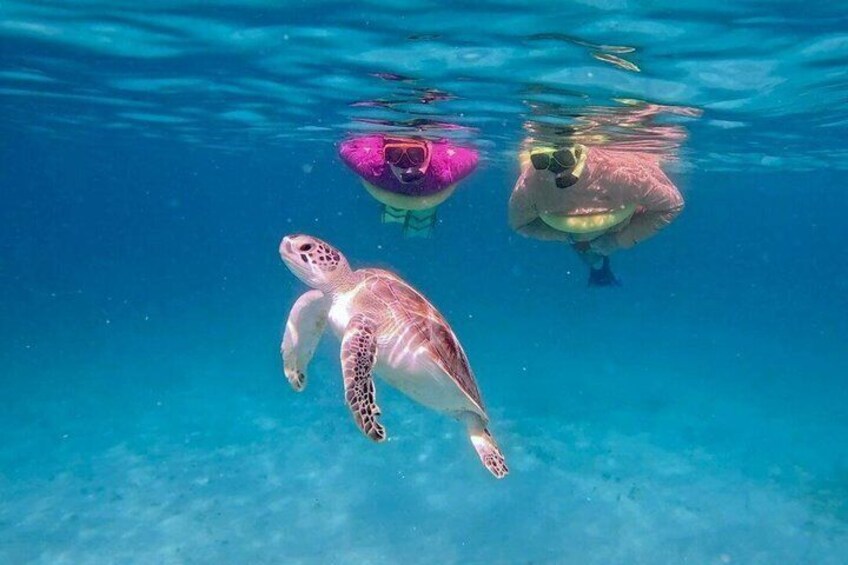 A sea turtle swimming underwater. 2