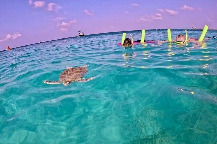 A sea turtle swimming in clear turquoise water, people floating on the surface, and a boat in the distance. 3