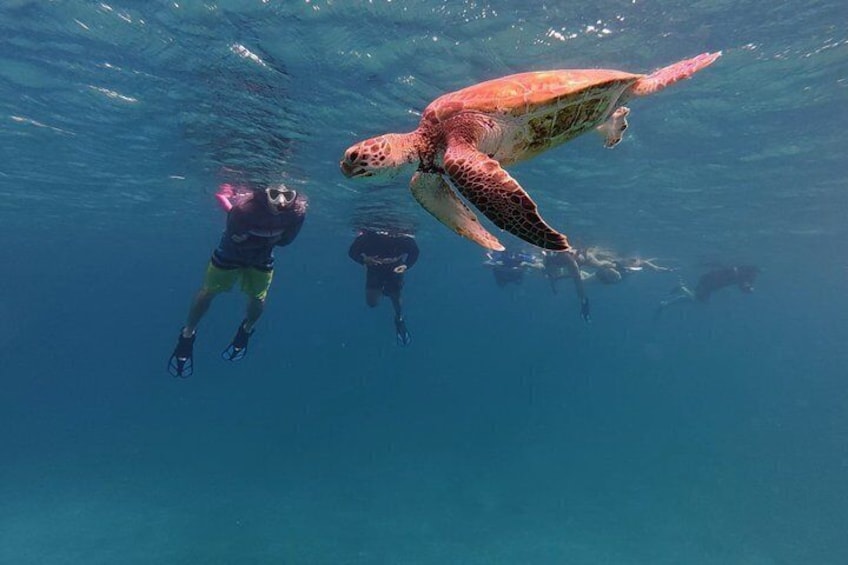 A sea turtle swimming underwater with divers in the background. 4