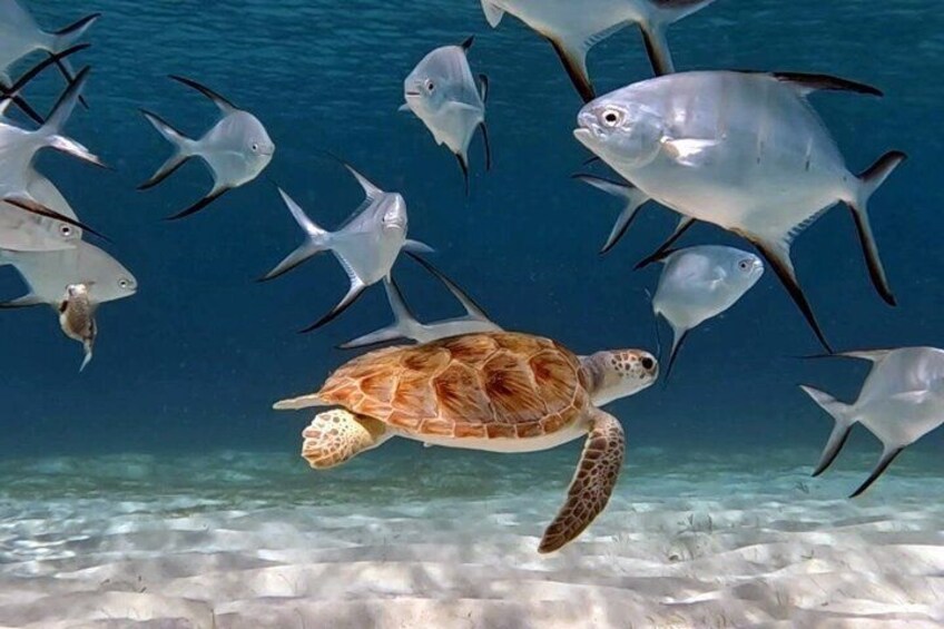 A sea turtle swimming among fish in clear blue water. 5