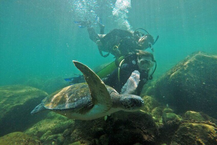 A diver and a sea turtle underwater near rocks. 2
