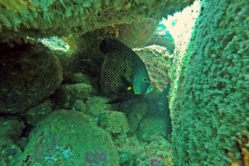 In addition to many species of fish 2