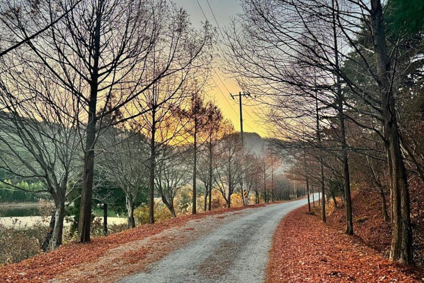 A rural road flanked by leaf-covered trees and a sunset in the background. 4