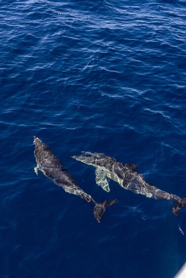 Picture 6 for Activity Vilamoura: Boat Tour Dolphin Quest