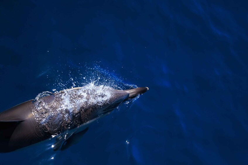 Picture 10 for Activity Vilamoura: Boat Tour Dolphin Quest