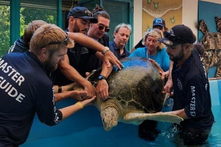 Turtle Rehab Centre Visit - (Optional Extra at Fitzroy Island) 2
