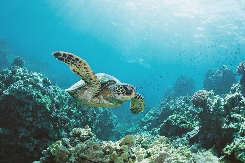 Una tortuga marina nadando cerca de un arrecife de coral. 1