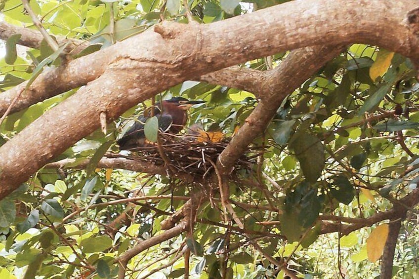 Wildlife reproduction 5