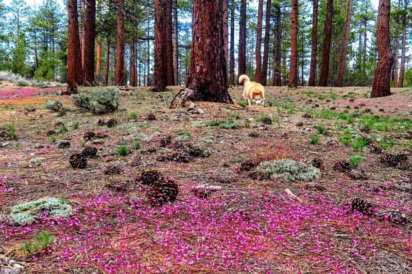 A forest with tall trees, a dog, and pink flowers on the ground. 2