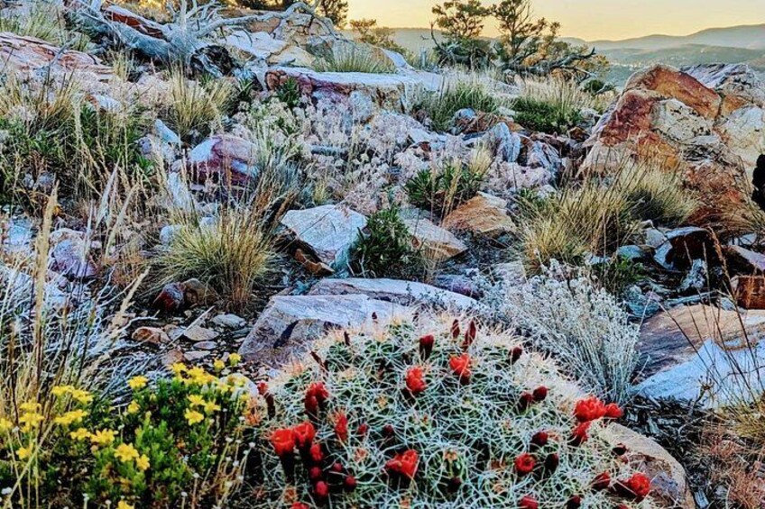 A rocky terrain with red flowers and yellow blooms amidst the rocks. 5