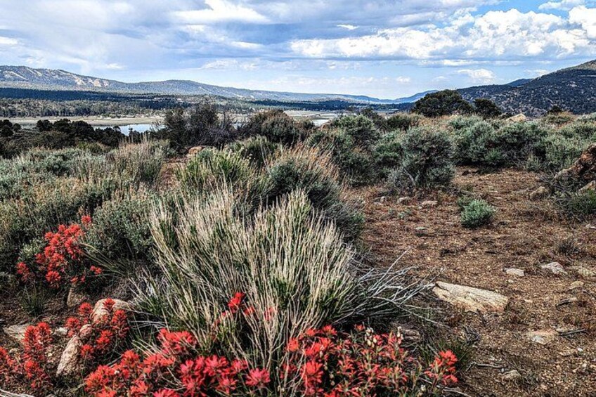 A desert landscape with red flowers, shrubs, and distant mountains under a partly cloudy sky. 3