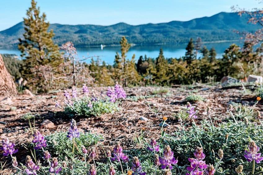 A mountainous landscape with a lake, purple flowers, and pine trees. 4