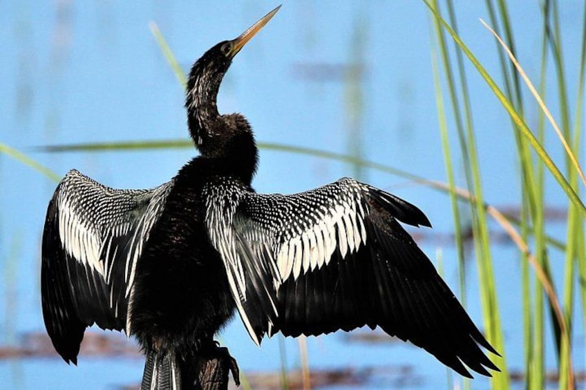 Un oiseau, les ailes déployées, se tient dans un environnement naturel. 5
