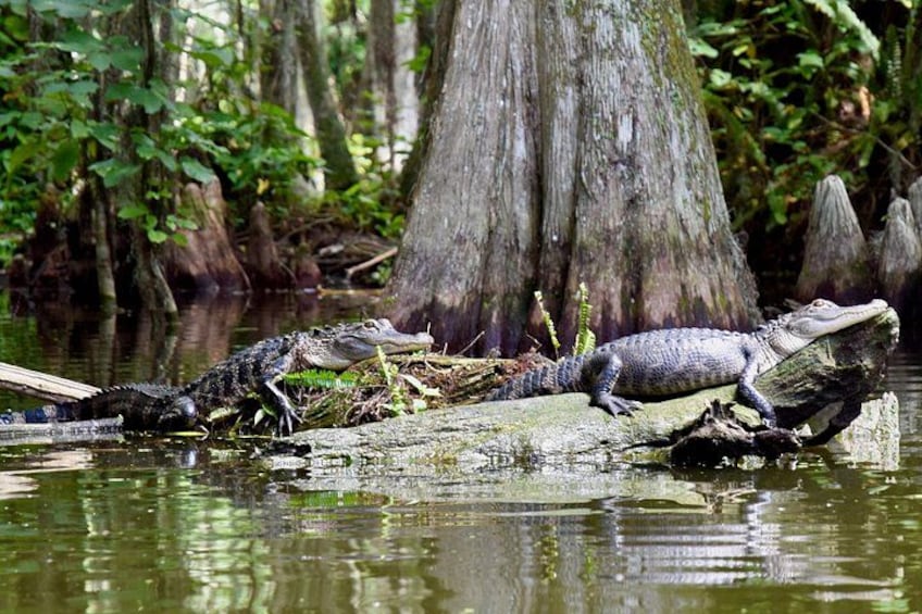 Un crocodile se repose sur une bûche dans une zone marécageuse, entourée d’arbres et d’eau. 3