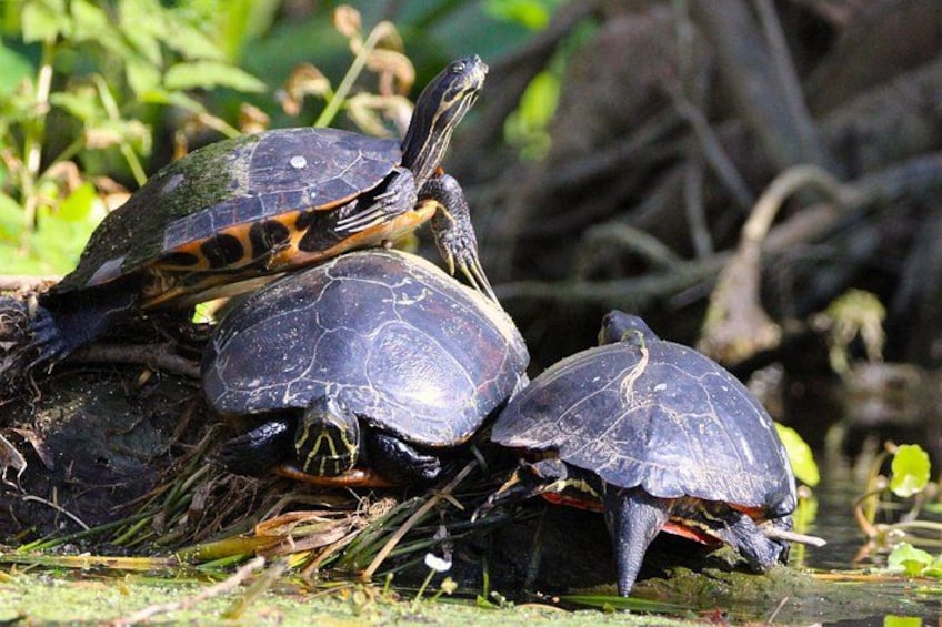 Un groupe de tortues sur une bûche, entourées de végétation. 4