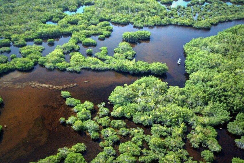 An aerial view of a mangrove forest with water channels and a boat. 5