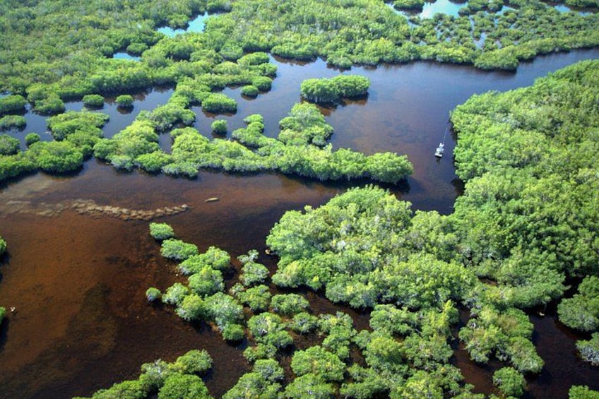 Ein Mangrovenwald mit Wasserwegen und einem Boot. 3