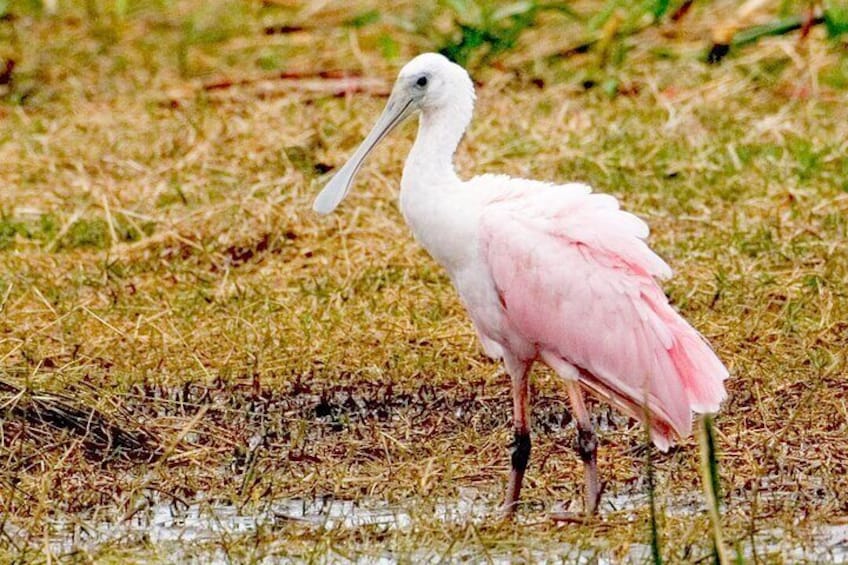 A pink flamingo standing in a grassy wetland area. 2