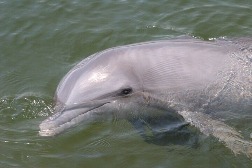 A dolphin swimming in water. 3