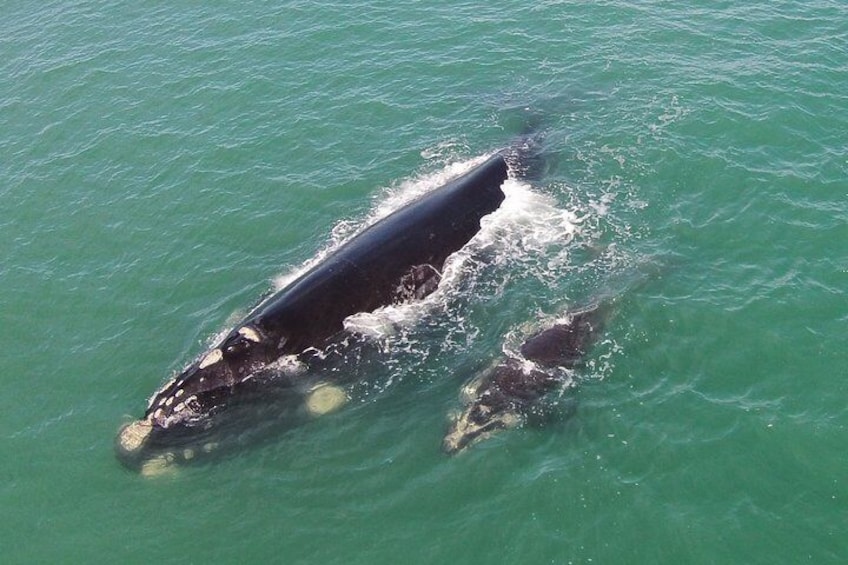 A whale swimming in the ocean. 1