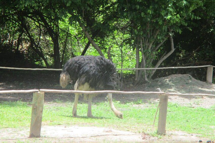 10-Hour Private Tour to Fathala Game Reserve 5