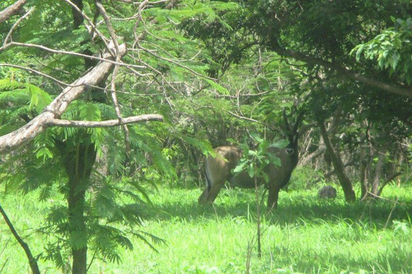 10-Hour Private Tour to Fathala Game Reserve 3