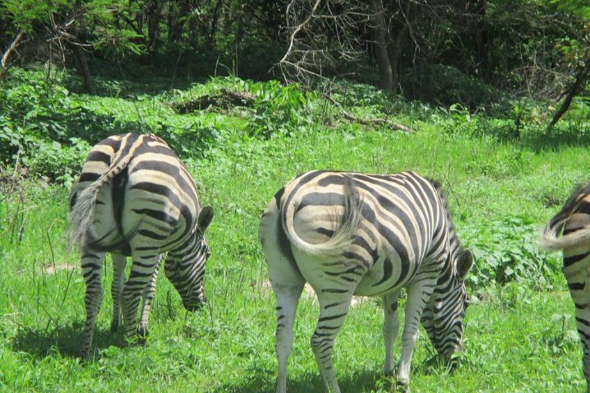 10-Hour Private Tour to Fathala Game Reserve 2