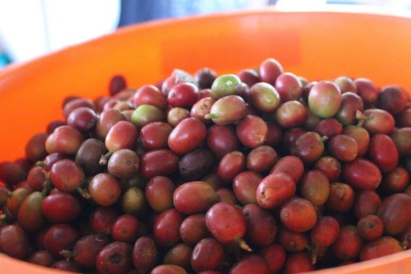 Coffee tour in Medellín with tastings and transportation 3