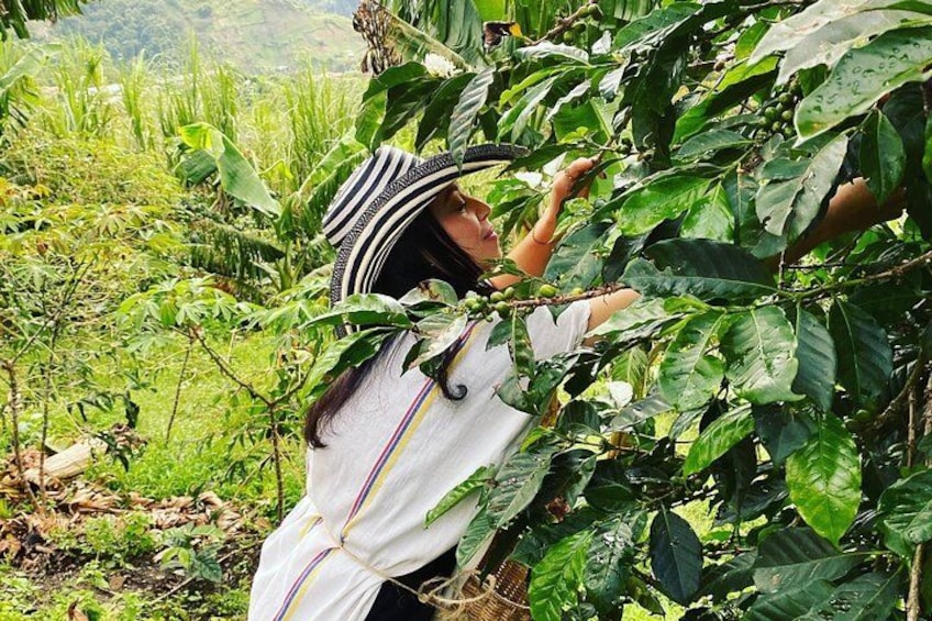 A person harvesting coffee beans in a lush, green environment. 1