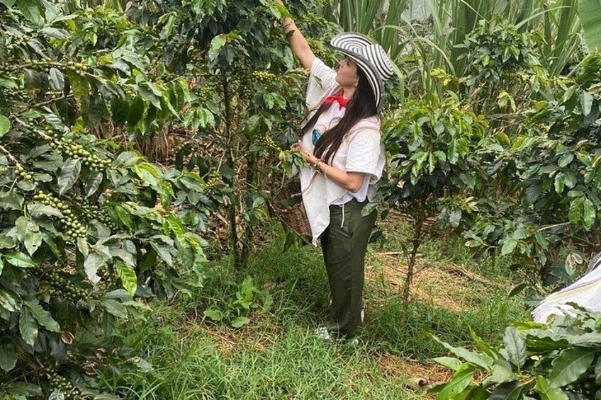 A person inspecting coffee plants in a lush garden. 4