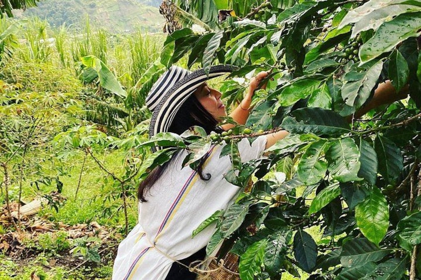 A person harvesting coffee cherries from a tree in a lush, green environment. 1