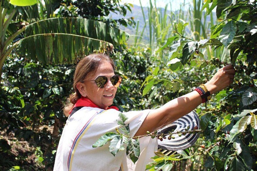 A person harvesting coffee beans from a plant in a field. 5