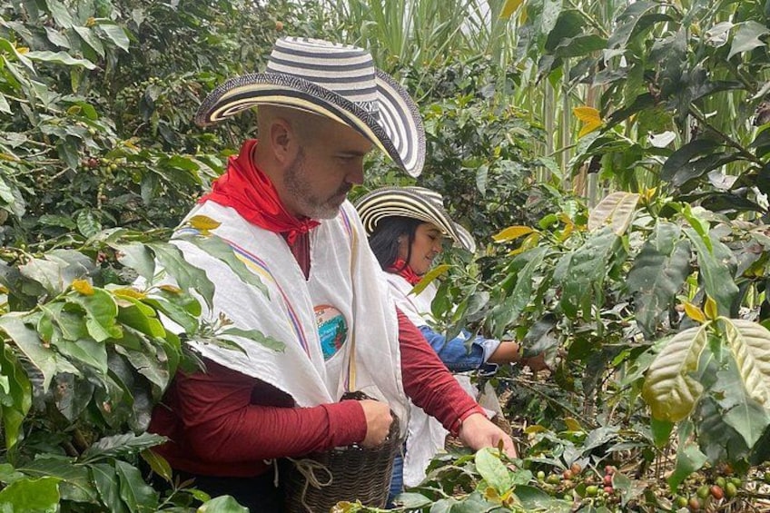 Coffee harvesting 3