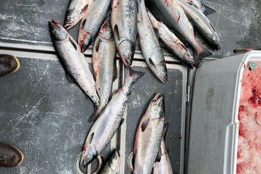 Private Ketchikan Halibut and Salmon Fishing Charter 3