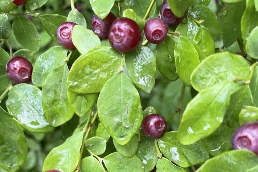 Wild Alaska berries 2