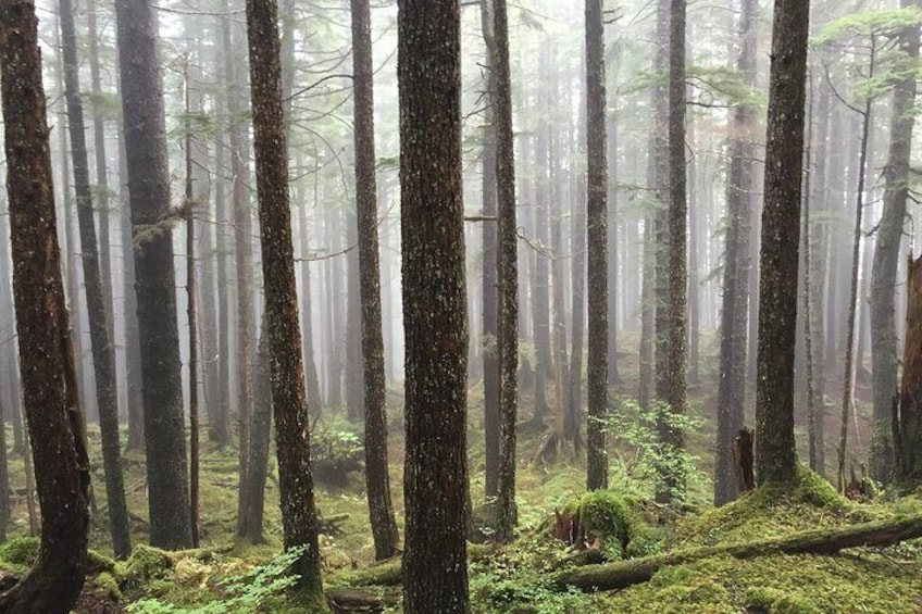 Local forest 4