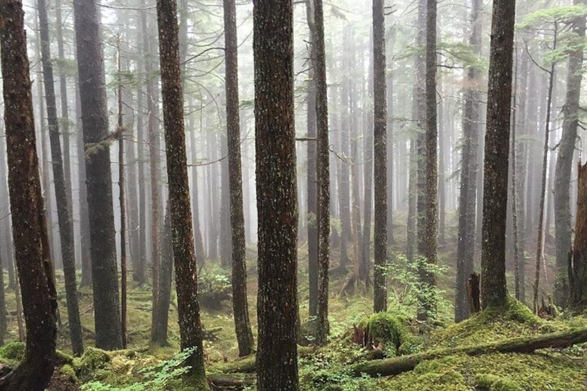 En tæt skov med høje træer og en diset atmosfære. 3
