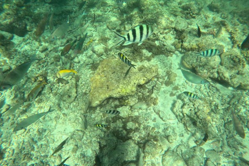 An underwater scene with coral reefs, various fish species, and a sandy bottom. 3