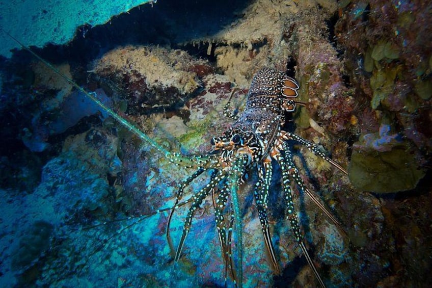 Un langostino sobre una superficie rocosa sumergida. 1