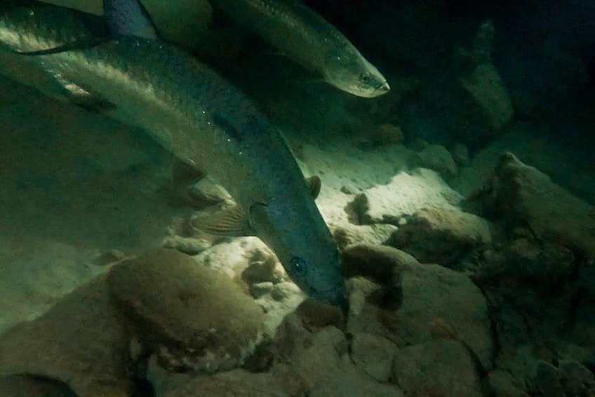 Escena submarina con peces nadando cerca de un lecho rocoso. 5