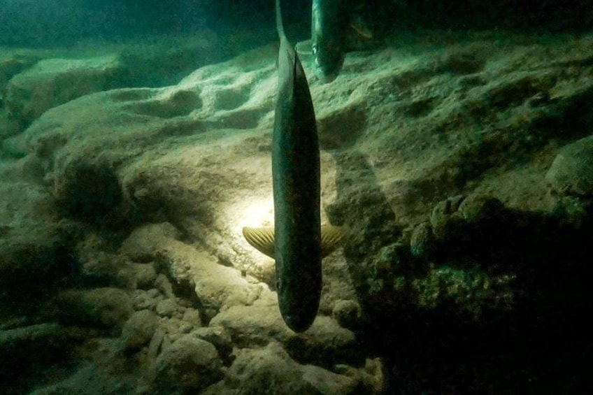 Escena submarina con un pez nadando cerca de un lecho rocoso. 2