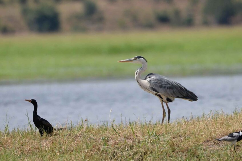 Picture 6 for Activity Livingstone National Park: Half-Day Bird Watching Tour 3