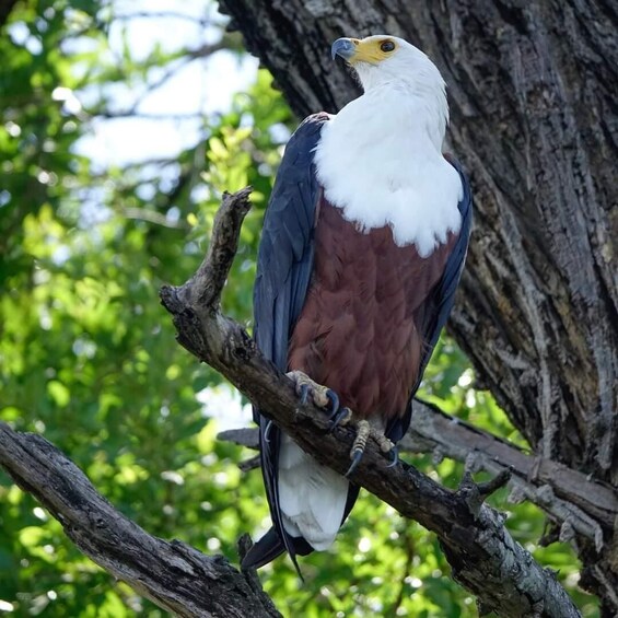 Livingstone National Park: Half-Day Bird Watching Tour 2