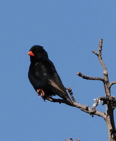 Picture 8 for Activity Livingstone National Park: Half-Day Bird Watching Tour 4