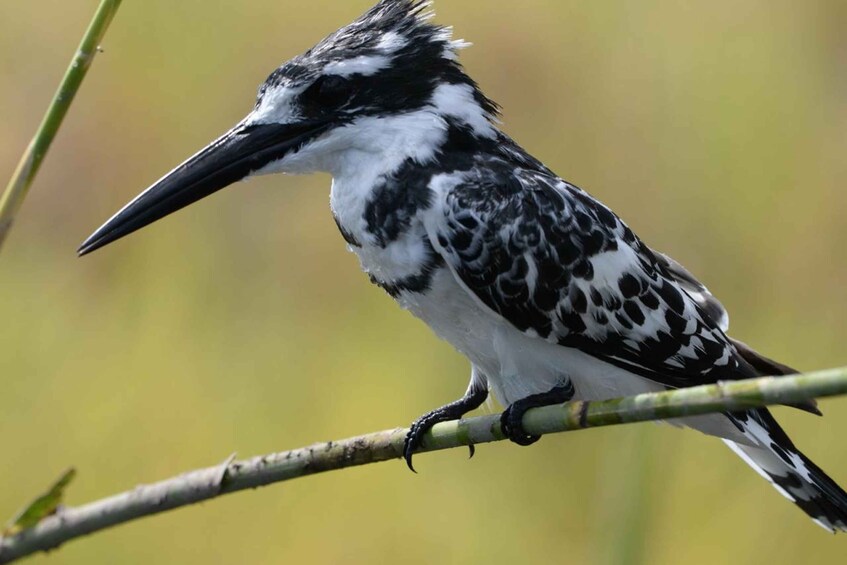 Picture 4 for Activity Livingstone National Park: Half-Day Bird Watching Tour 1