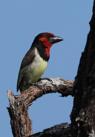 Picture 7 for Activity Livingstone National Park: Half-Day Bird Watching Tour 5