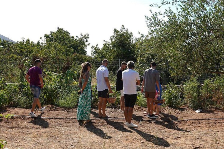 Chania Sourdough Bread Class - Olive Oil Tasting 3