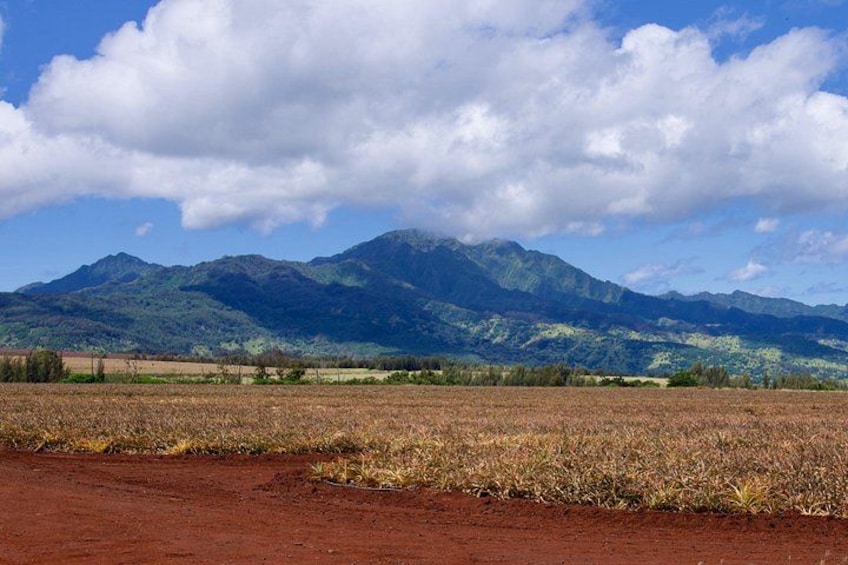 Private Tour Oahu featuring Waimea Waterfall & Botanical Garden 3